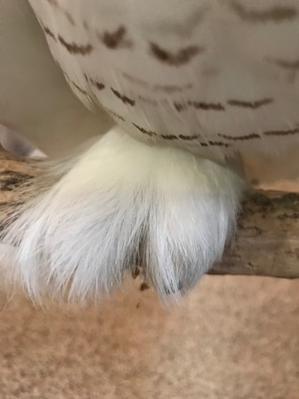 Close up of a Snowy Owl foot